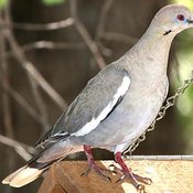 White-winged Dove